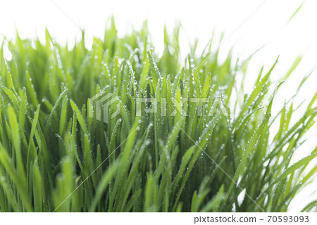 Grass and dew Grass and dew 70593093