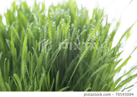 Grass and dew Grass and dew 70593094