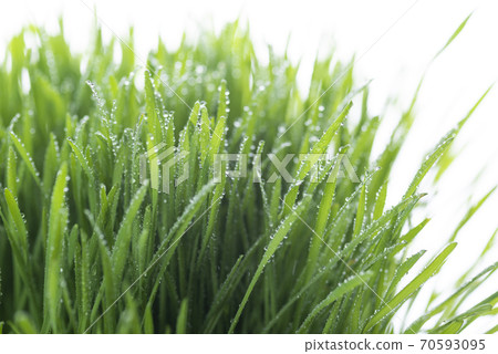 Grass and dew Grass and dew 70593095