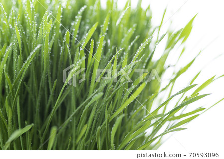 Grass and dew Grass and dew 70593096