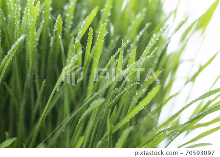 Grass and dew Grass and dew 70593097