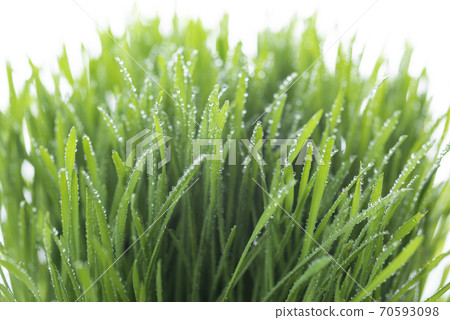Grass and dew Grass and dew 70593098