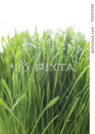 Grass and dew 70593099