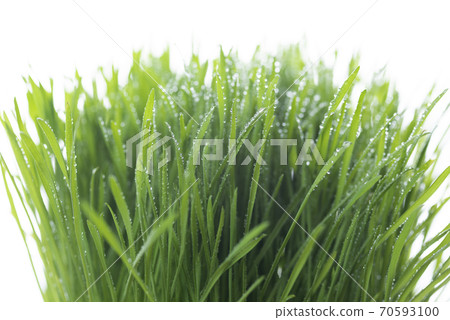 Grass and dew Grass and dew 70593100