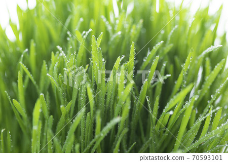 Grass and dew Grass and dew 70593101