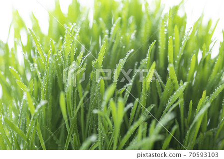 Grass and dew Grass and dew 70593103