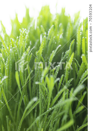 Grass and dew Grass and dew 70593104