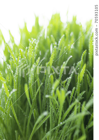 Grass and dew Grass and dew 70593105