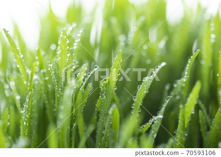 Grass and dew Grass and dew 70593106