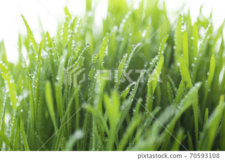 Grass and dew Grass and dew 70593108