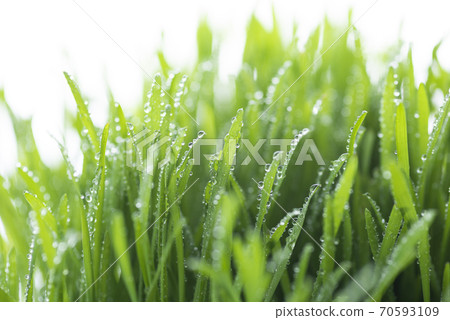Grass and dew 70593109