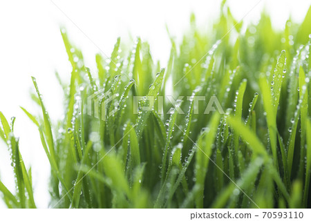 Grass and dew Grass and dew 70593110