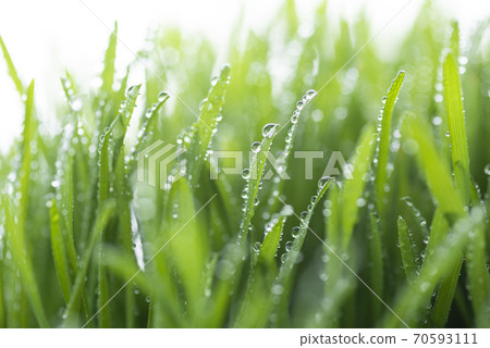 Grass and dew Grass and dew 70593111