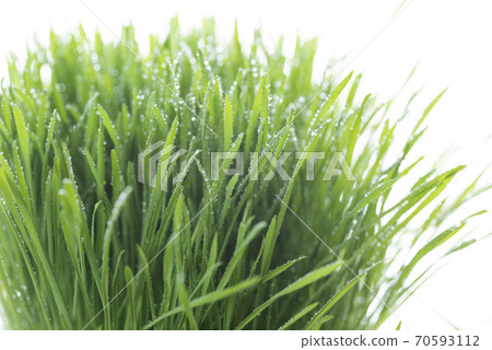 Grass and dew Grass and dew 70593112