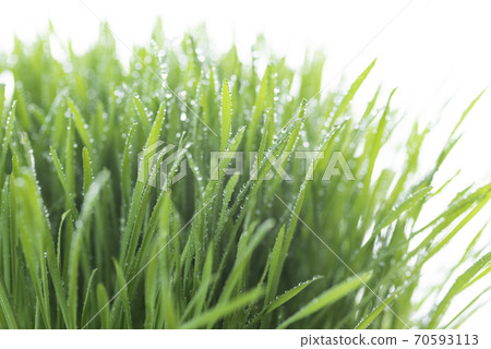 Grass and dew Grass and dew 70593113