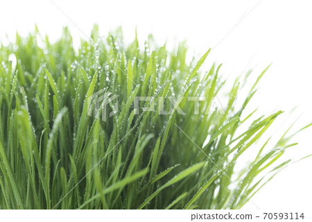 Grass and dew Grass and dew 70593114