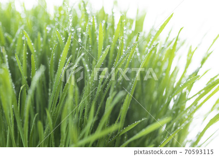 草和露水 草和露水 70593115