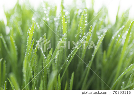 草和露水 草和露水 70593116