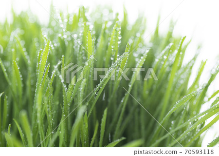 Grass and dew 70593118