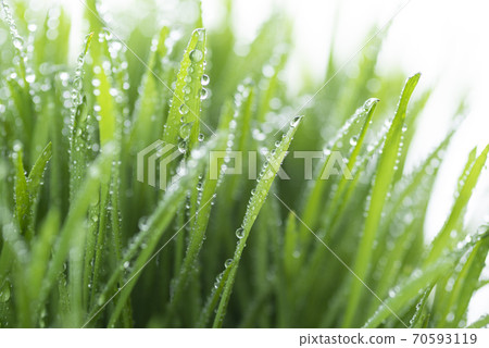 草和露水 草和露水 70593119