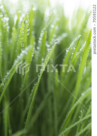 Grass and dew Grass and dew 70593122