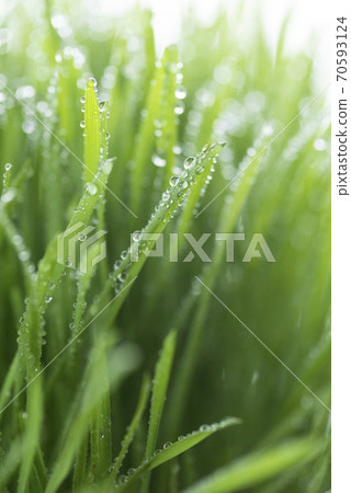 Grass and dew 70593124