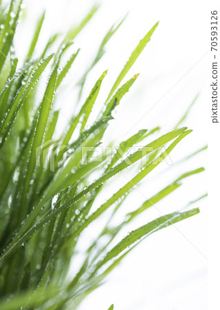 Grass and dew Grass and dew 70593126