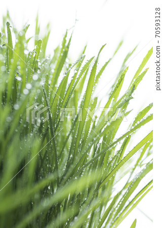 Grass and dew Grass and dew 70593128