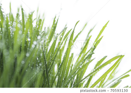 Grass and dew Grass and dew 70593130