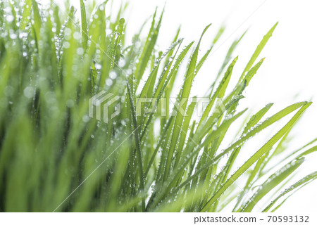 Grass and dew Grass and dew 70593132