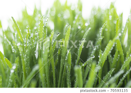 Grass and dew Grass and dew 70593135