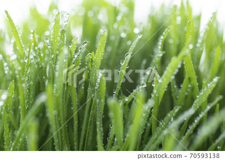 Grass and dew Grass and dew 70593138
