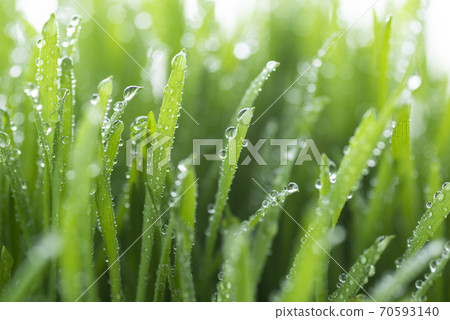 Grass and dew Grass and dew 70593140