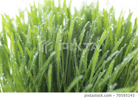 Grass and dew 70593143