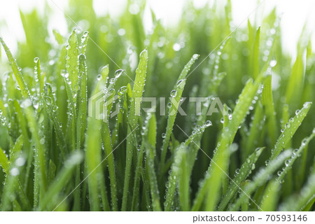 Grass and dew Grass and dew 70593146