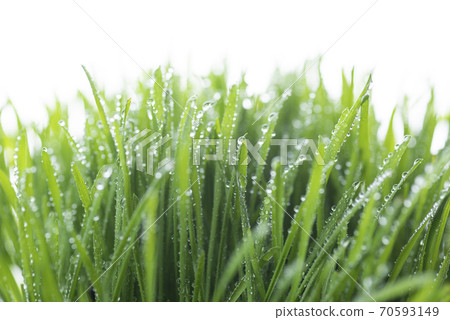 Grass and dew Grass and dew 70593149
