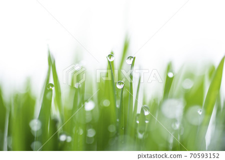 Grass and dew 70593152