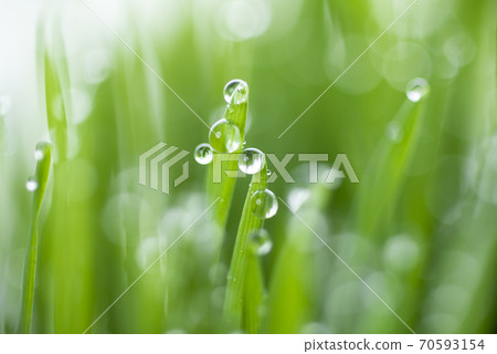 Grass and dew Grass and dew 70593154