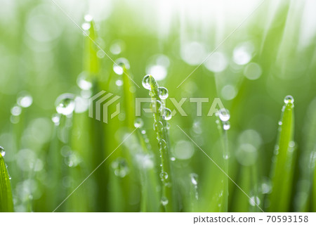 Grass and dew Grass and dew 70593158