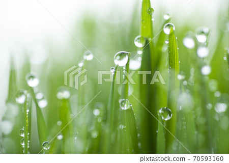 Grass and dew Grass and dew 70593160