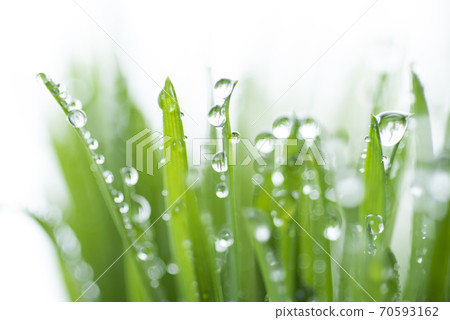 Grass and dew Grass and dew 70593162