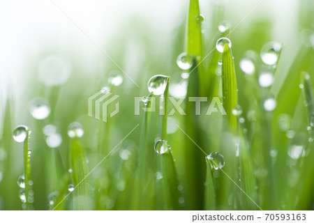 Grass and dew 70593163