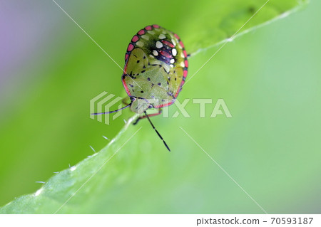Insects with beautiful patterns on the back (stink bugs and Chinese cabbage leaves) Insects with beautiful patterns on the back (stink bugs and Chinese cabbage leaves) 70593187