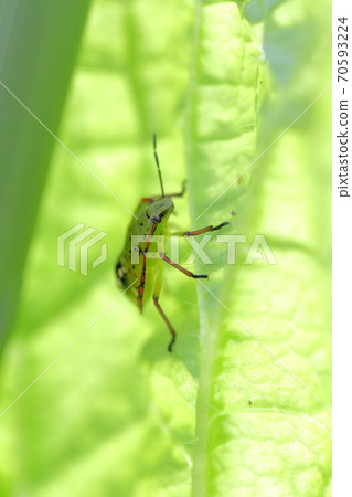 Stink bug hidden in Chinese cabbage leaves 70593224