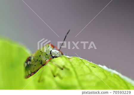 Smelly bugs (stink bug and Chinese cabbage leaves) 70593229