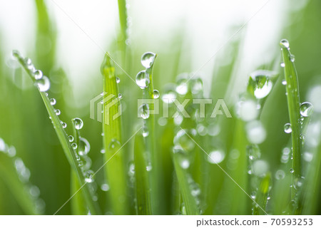 Grass and dew Grass and dew 70593253