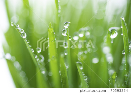 Grass and dew Grass and dew 70593254
