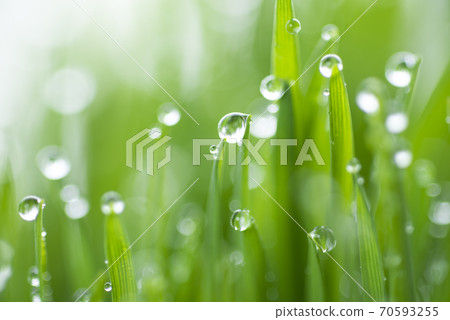 草和露水 草和露水 70593255