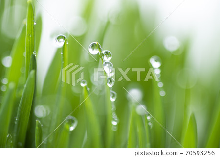 草和露水 草和露水 70593256