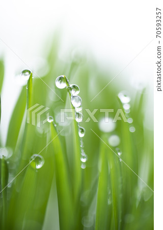 Grass and dew Grass and dew 70593257
